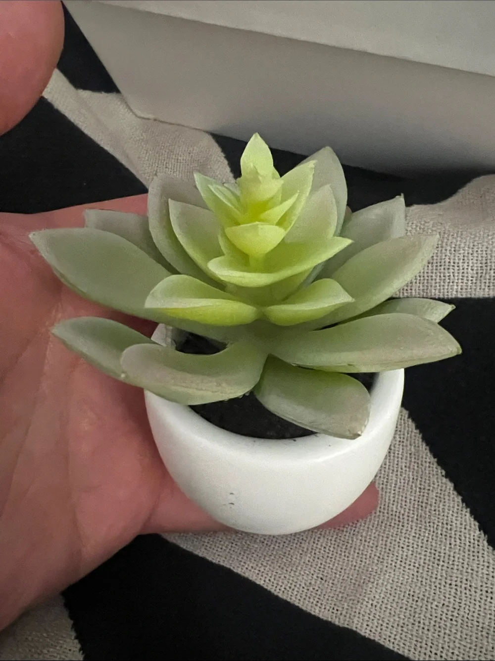 Artificial Succulent in White Ceramic Pot - Super Cute